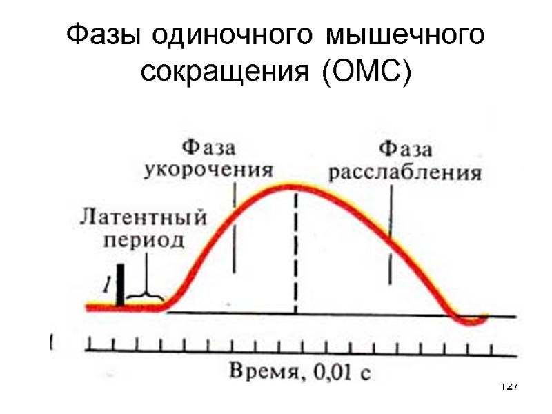 127 Фазы одиночного мышечного сокращения (ОМС)